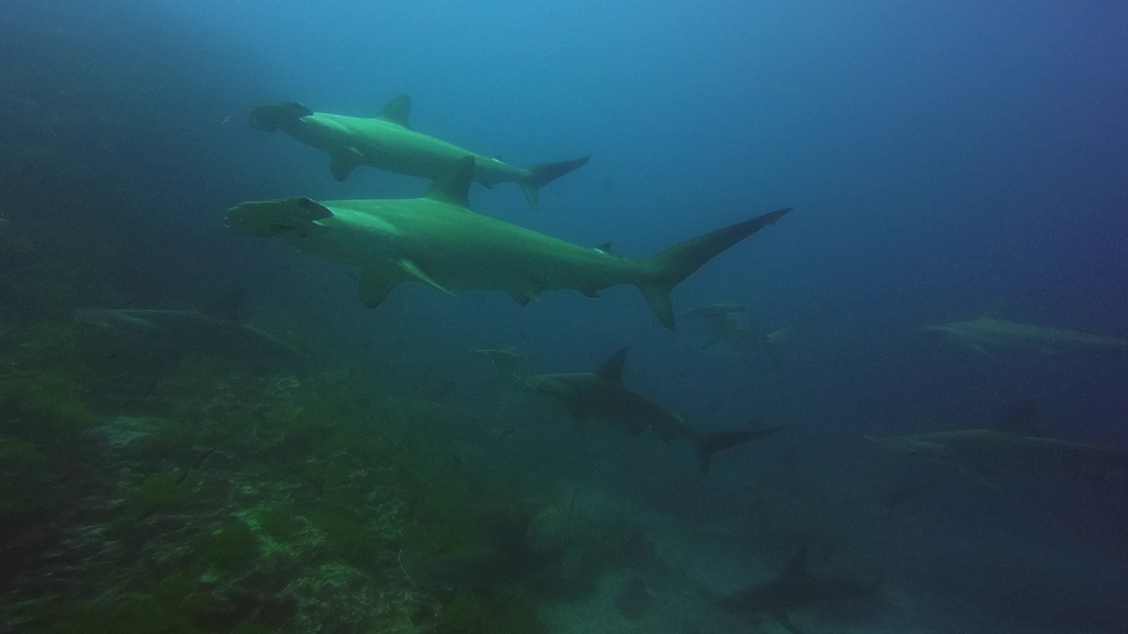 Galapagos