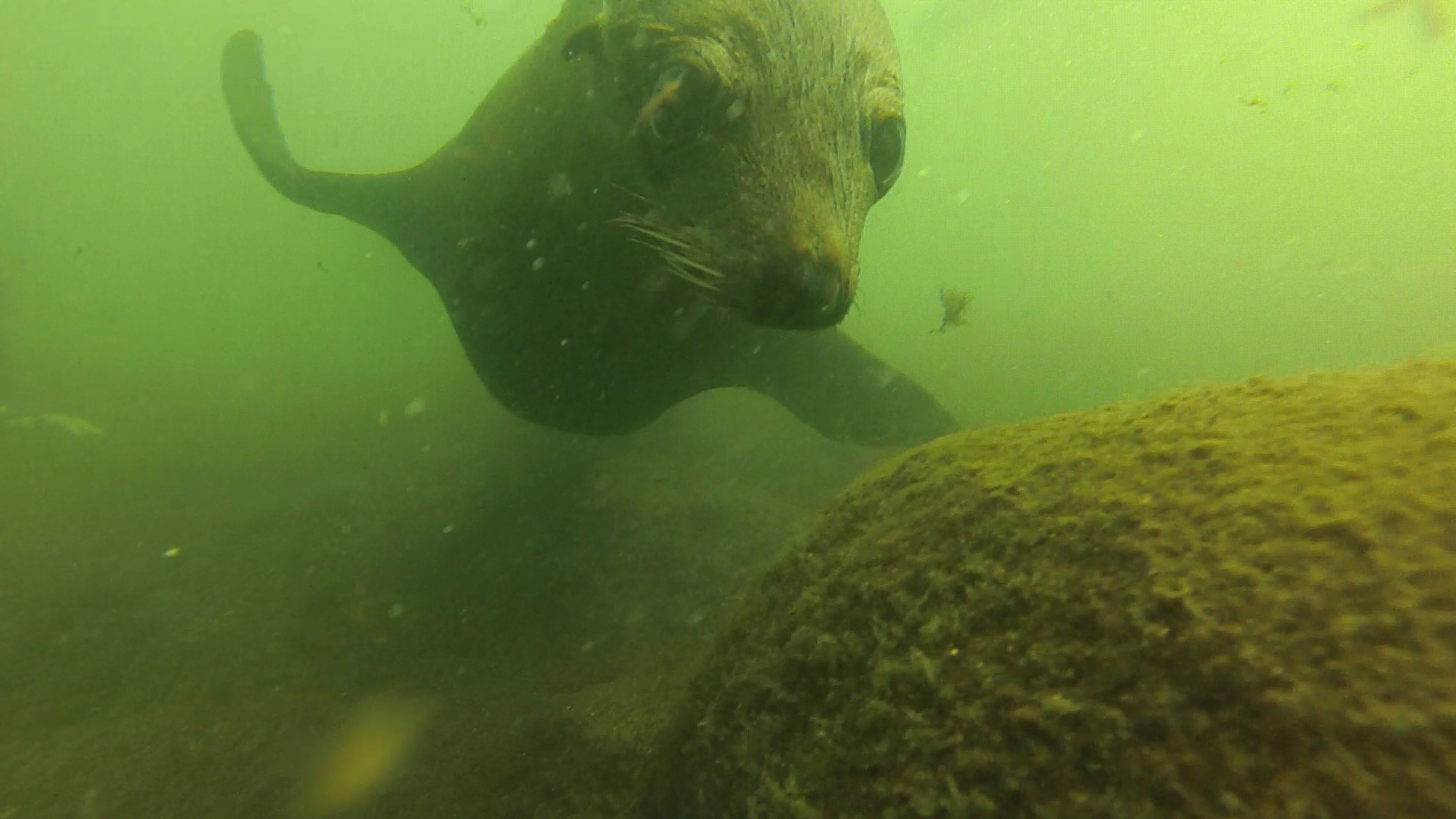 Sea Wolves Island, Uruguay